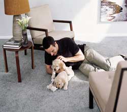carpet cleaning
